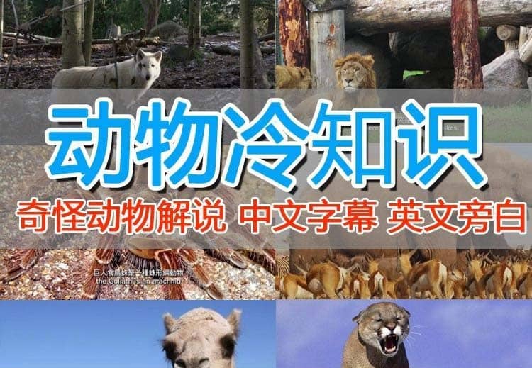 外面卖1699的国外纪录片解说（动物解说、美食、动画片）稳过中视频 - 维兴科技-维兴科技